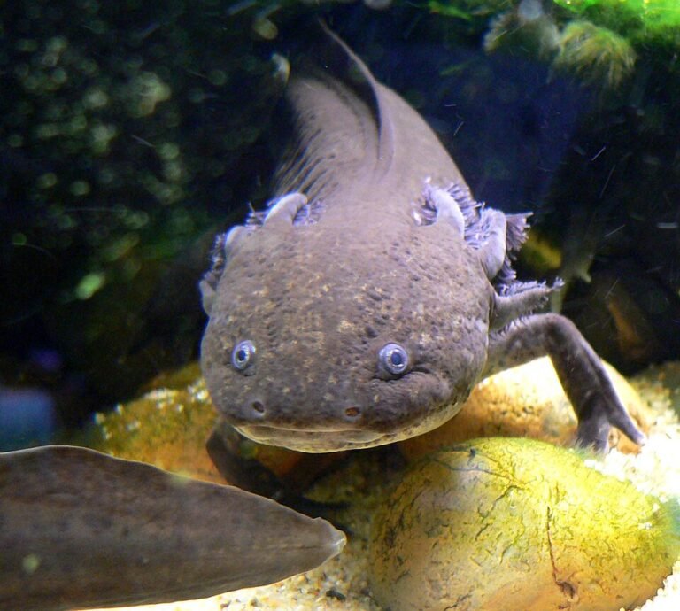 Axolote o ajolote mexicano, Ambystoma mexicanum, mascota acuática
