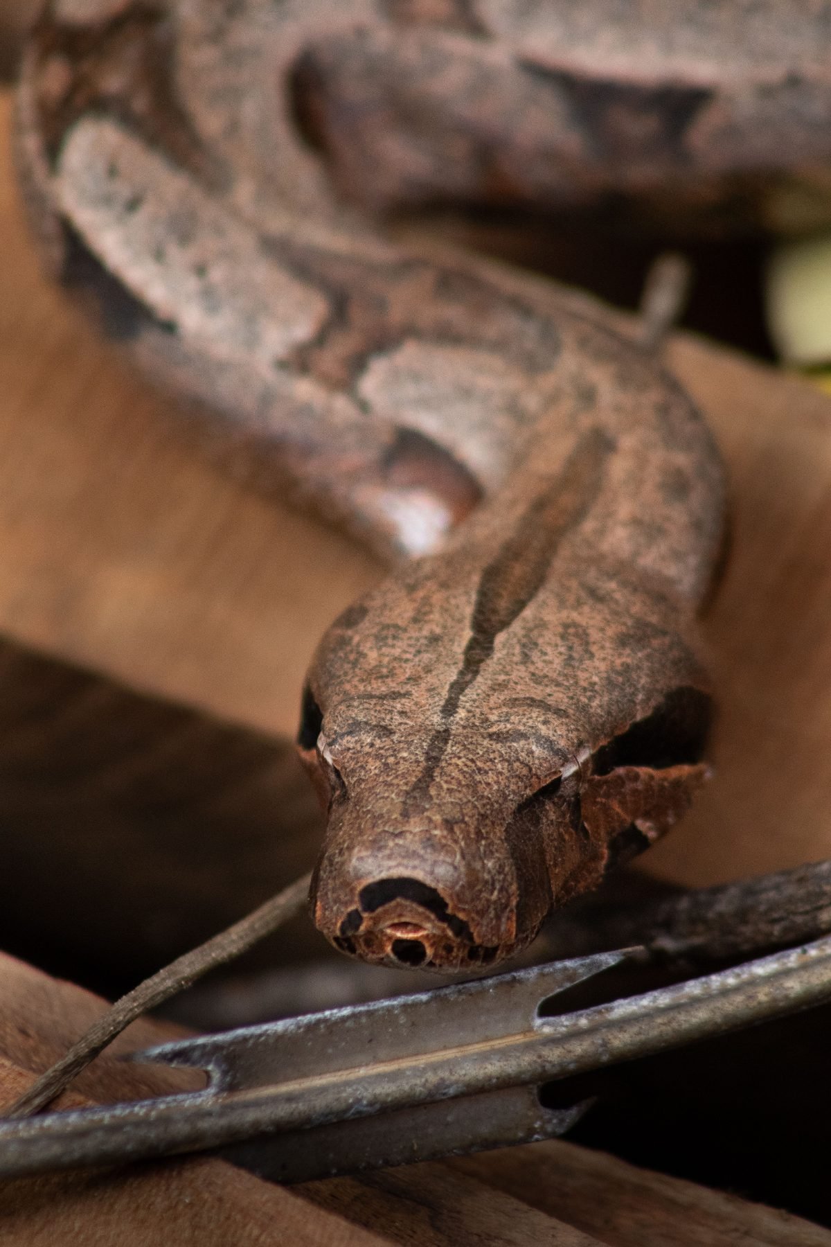 Detalle de la cabeza de una boa constrictor imperator, la otra especie comparada en este artículo