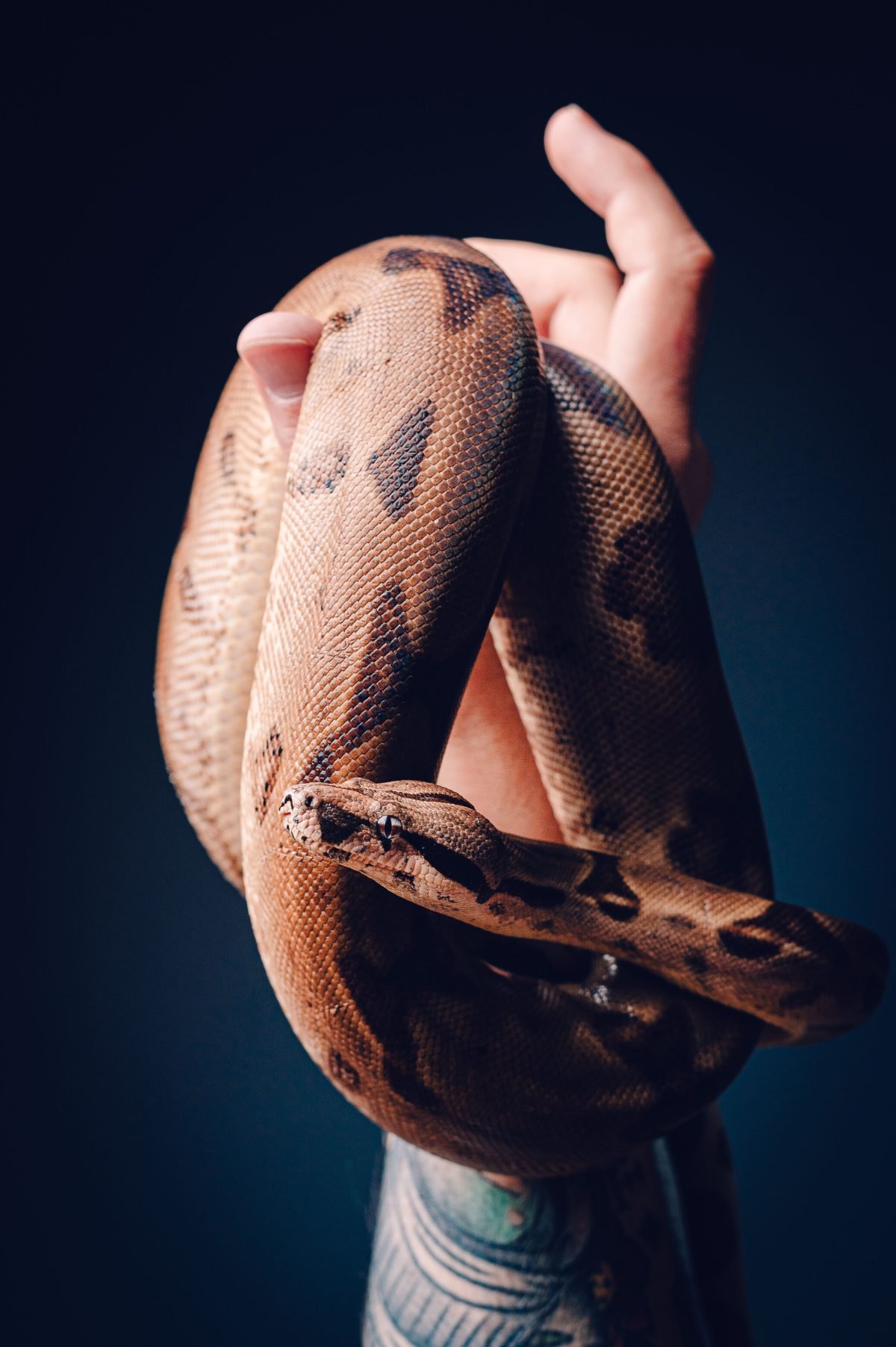Persona sujetando con cuidado una boa constrictor imperator, mostrando el patrón de escamas y el manejo con ambas manos