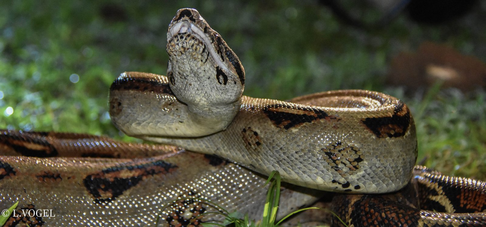 Boa constrictor imperator fotografiada en el Gandoca Manzanillo Wildlife Refuge, Costa Rica