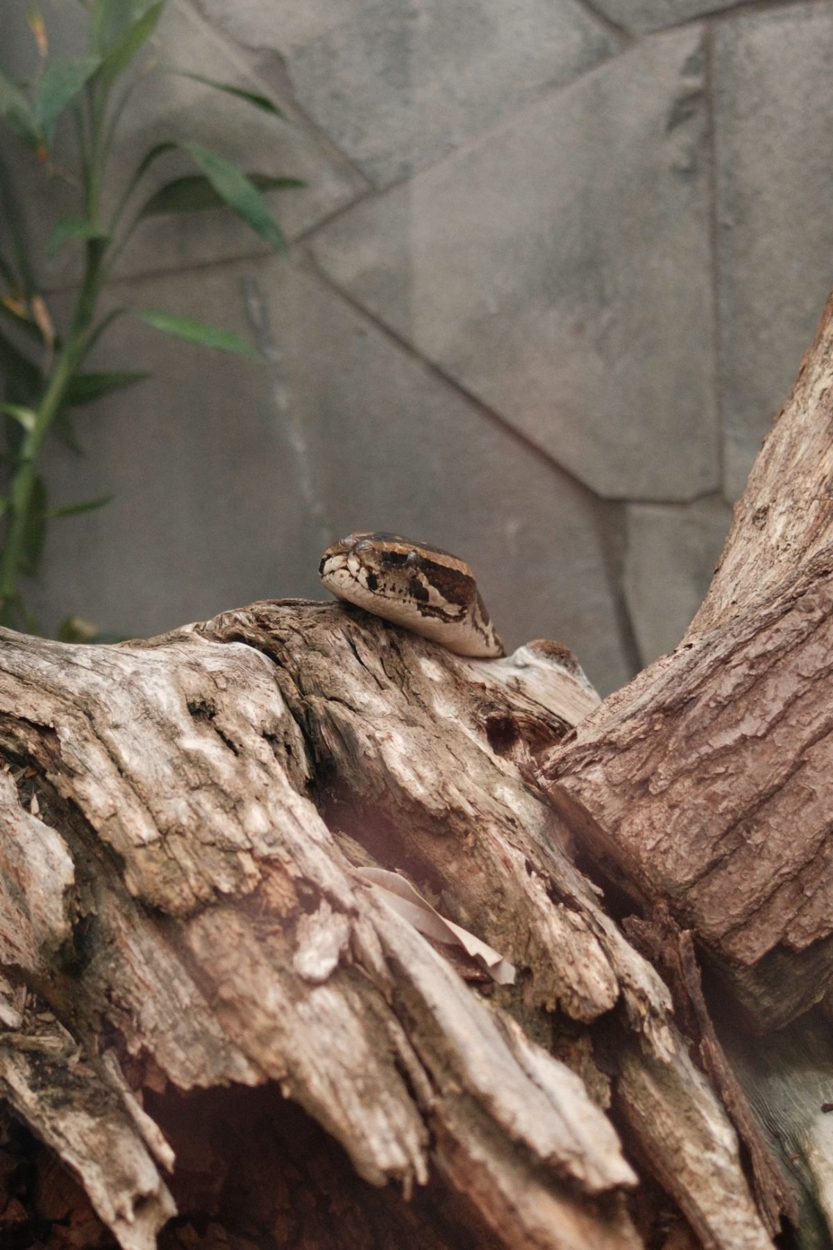 Boa constrictor imperator adulta descansando sobre un tronco en un terrario, mostrando su patrón de escamas característico