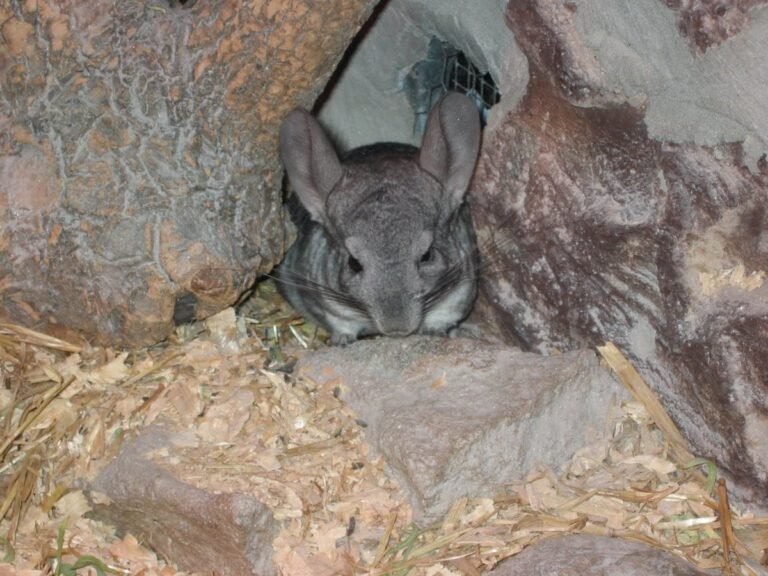Cuánto Cuesta Mantener una Chinchilla al Mes