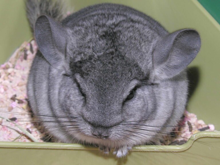 Chinchilla: Ficha Completa de Cuidados