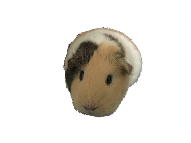 Chinchilla vs Cobaya: ¿Cuál Elegir Como Mascota?