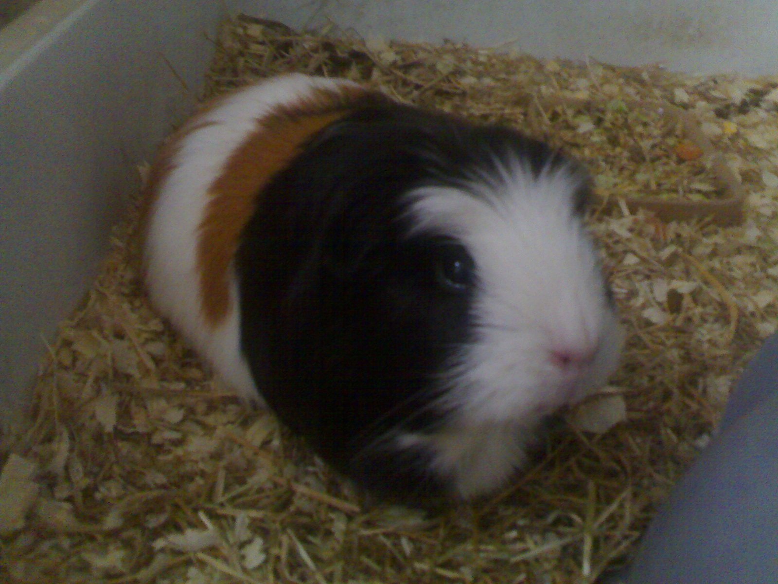 Cobaya (Cavia porcellus): Ficha Completa de Cuidados