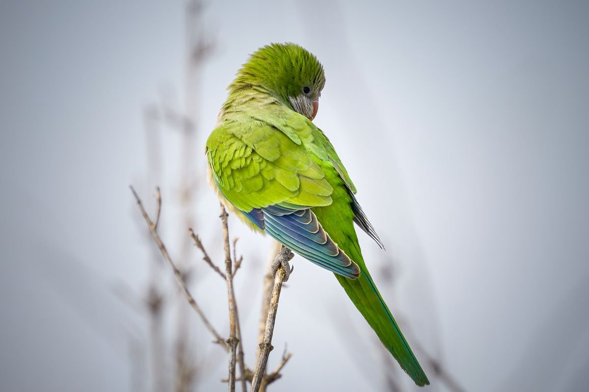 Cotorra argentina (Myiopsitta monachus) posada en una rama, especie ya prohibida en España por su carácter invasor