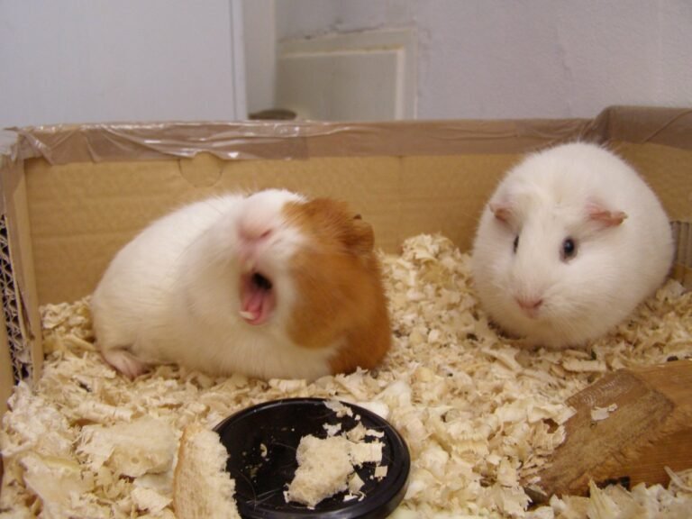 Cuánto Cuesta Mantener una Cobaya al Mes