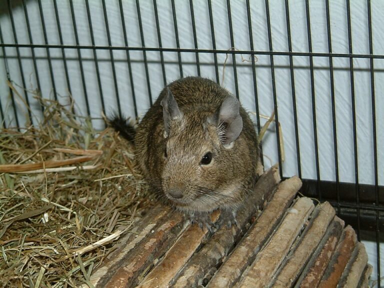 Degú, Octodon degus, roedor exótico mascota