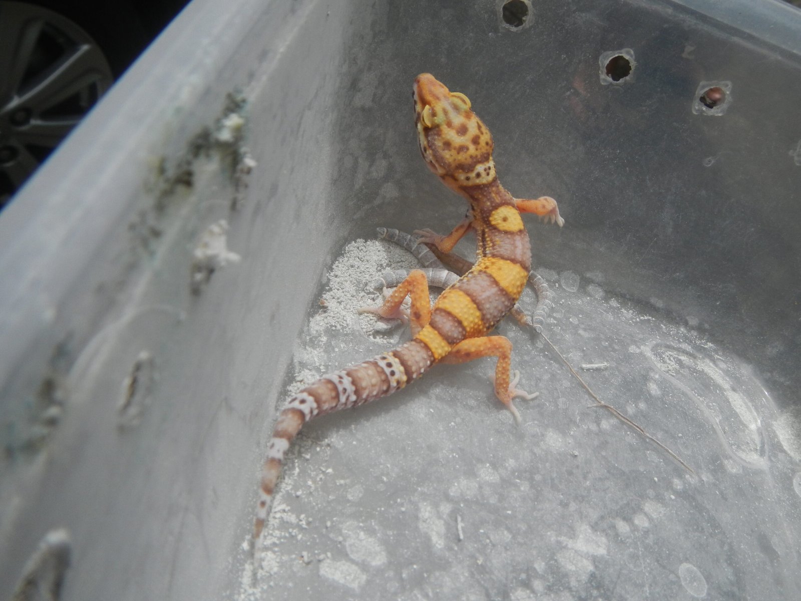 Cuánto Cuesta Mantener un Gecko Leopardo al Mes