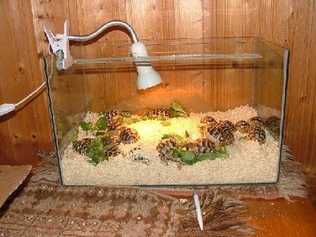 Guía de Compra: Mejores Focos UVB para Reptiles