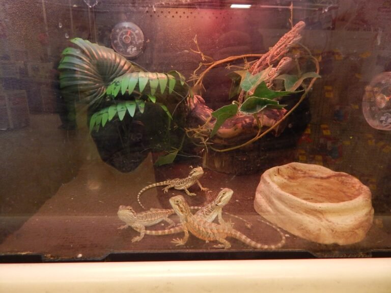 Guía de Compra: Mejor Terrario para Principiantes