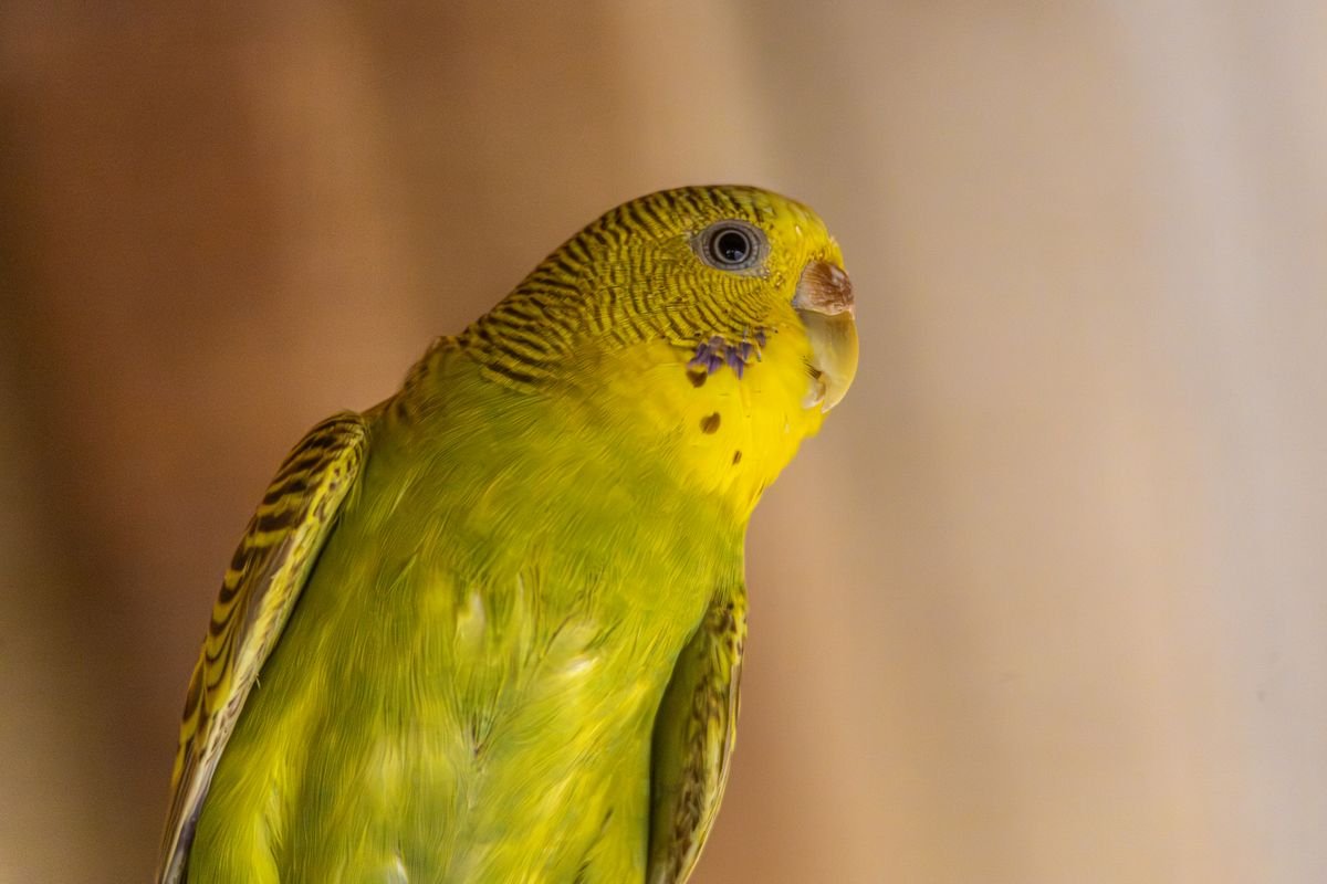 Periquito australiano (Melopsittacus undulatus), una de las especies con futuro legal incierto en el nuevo listado positivo de España