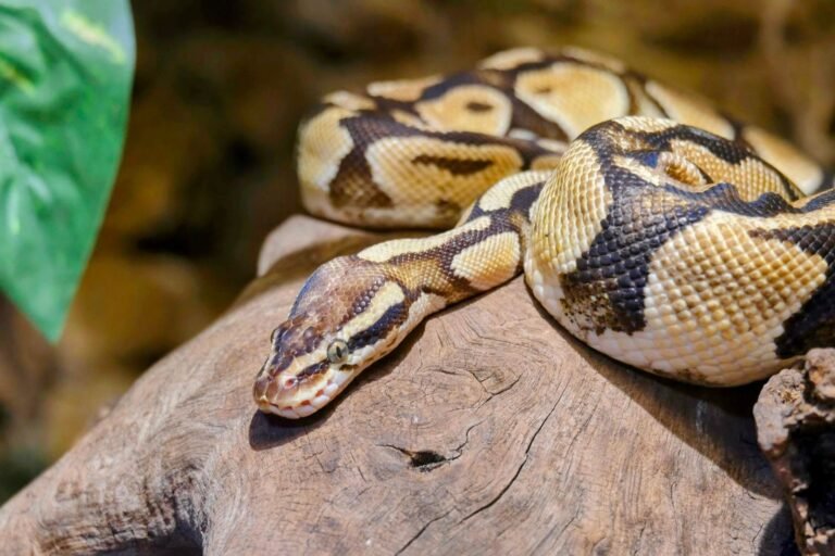 Pitón bola sobre un tronco, especie prohibida como mascota en España desde 2022
