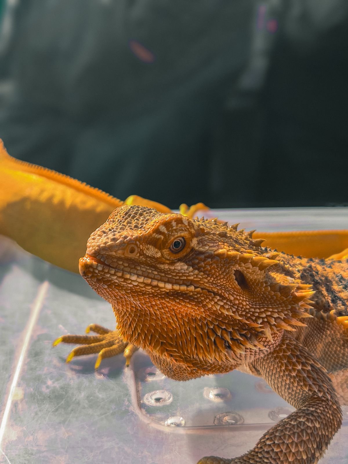 Pogona vitticeps (dragón barbudo) en primer plano, una de las especies de reptil con mejores perspectivas legales en España