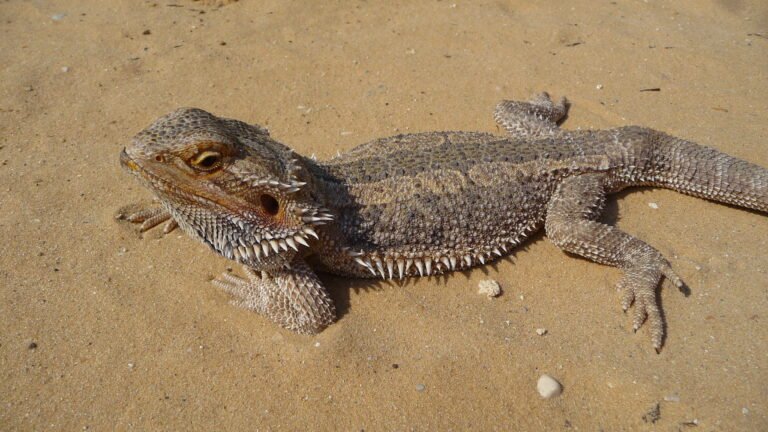Pogona Vitticeps: Ficha Completa de Cuidados