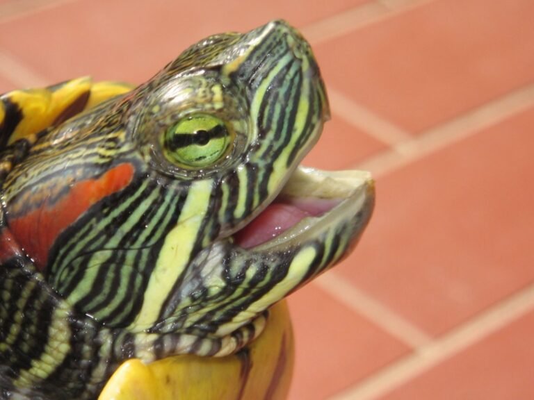 Tortuga de Florida (Trachemys scripta): ¿Es Legal en España? Estatus y Cuidados