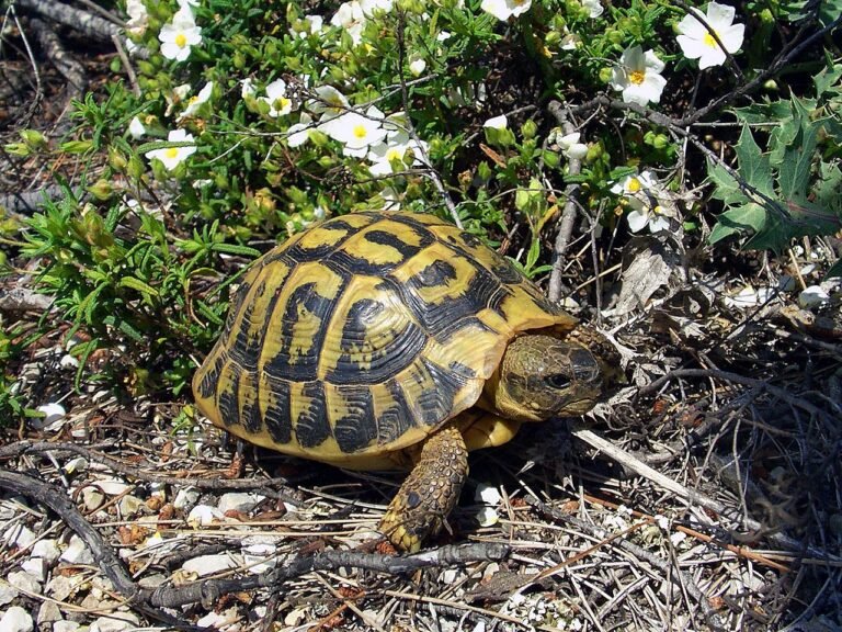 Tortuga Mediterránea (Testudo hermanni): Ficha Completa de Cuidados
