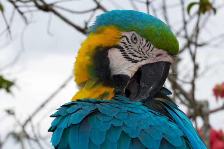 Guacamayo azul y amarillo, ave protegida por CITES Apéndice II