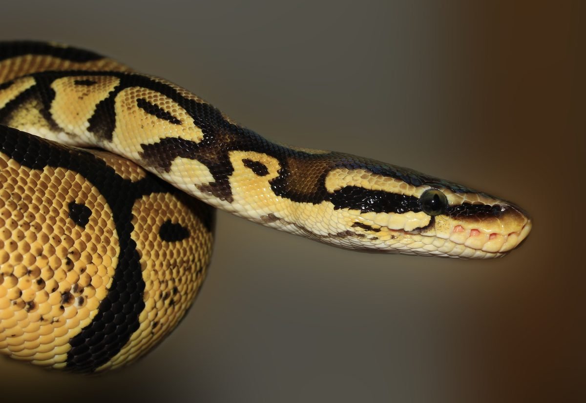 Pitón bola de coloración marrón clara, una de las variantes de patrón habituales en la especie