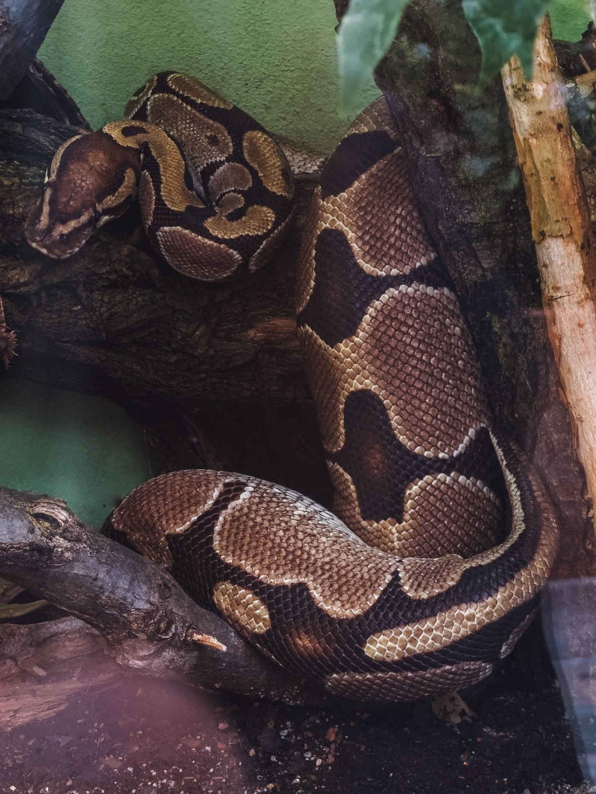 Pitón bola (Python regius) en primer plano dentro de su terrario, mostrando el patrón de manchas característico de la especie