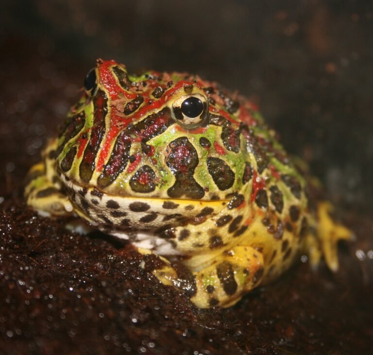 Rana Pacman (Ceratophrys ornata), mascota legal en España