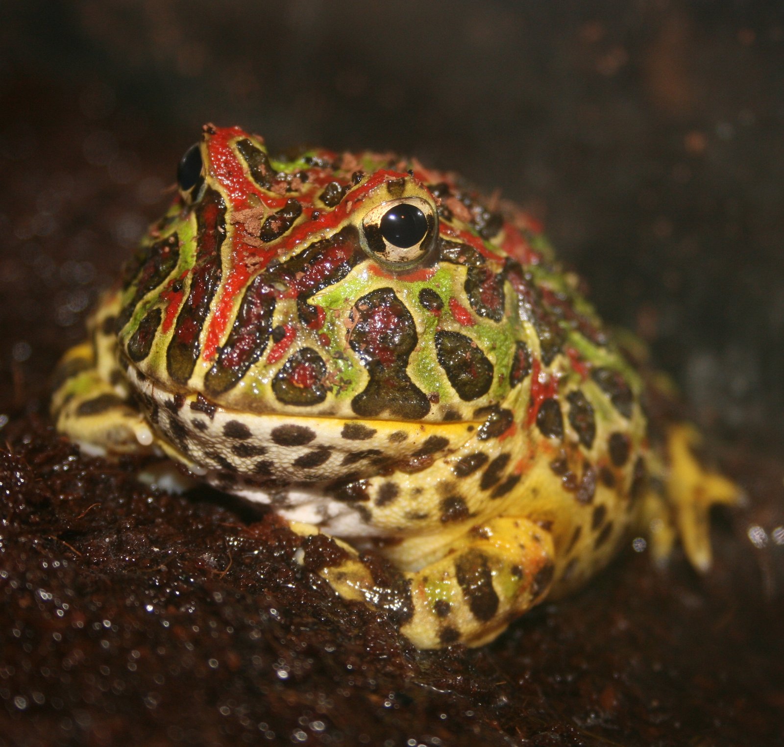 Rana Pacman (Ceratophrys ornata), mascota legal en España