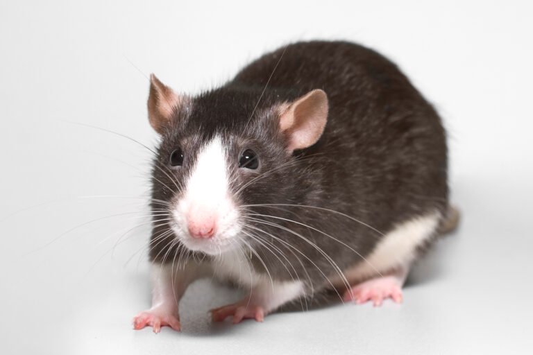 Rata doméstica (rata de fantasía), mascota legal en España