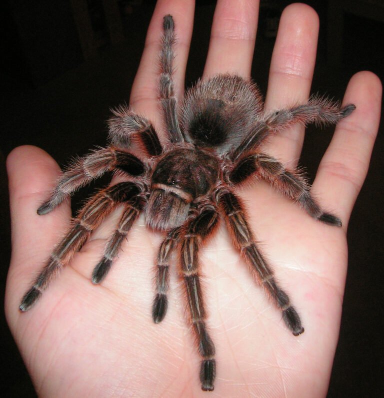 Tarántula rosa chilena (Grammostola rosea), especie legal en España sin restricción CITES